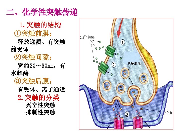 二、化学性突触传递 1. 突触的结构 ①突触前膜： 释放递质、有突触 前受体 ②突触间隙： 宽约 20～ 30 nm，有 水解酶 ③突触后膜： 有受体、离子通道