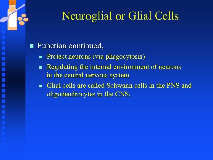 Neuroglial or Glial Cells n Function continued, n n n Protect neurons (via phagocytosis)