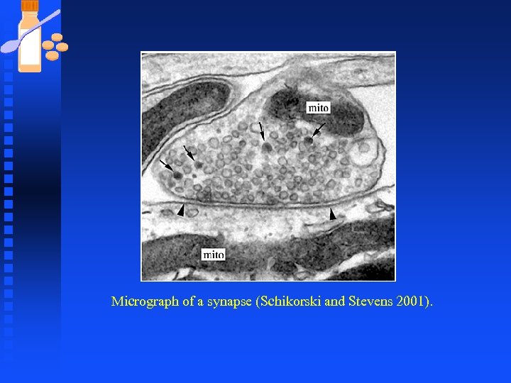 Micrograph of a synapse (Schikorski and Stevens 2001). 