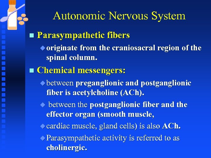 Autonomic Nervous System n Parasympathetic fibers u originate from the craniosacral region of the