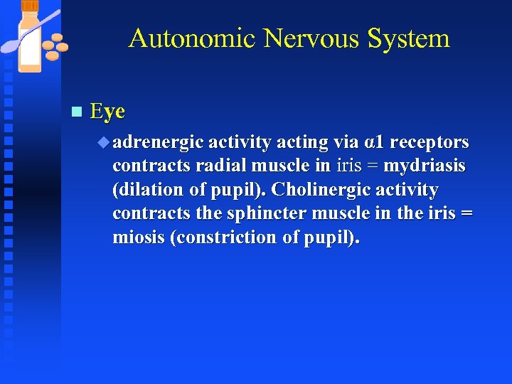 Autonomic Nervous System n Eye u adrenergic activity acting via α 1 receptors contracts