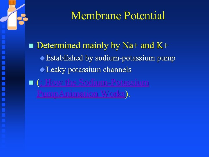 Membrane Potential n Determined mainly by Na+ and K+ u Established by sodium-potassium pump