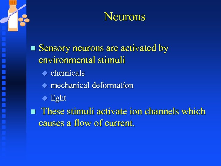 Neurons n Sensory neurons are activated by environmental stimuli chemicals u mechanical deformation u