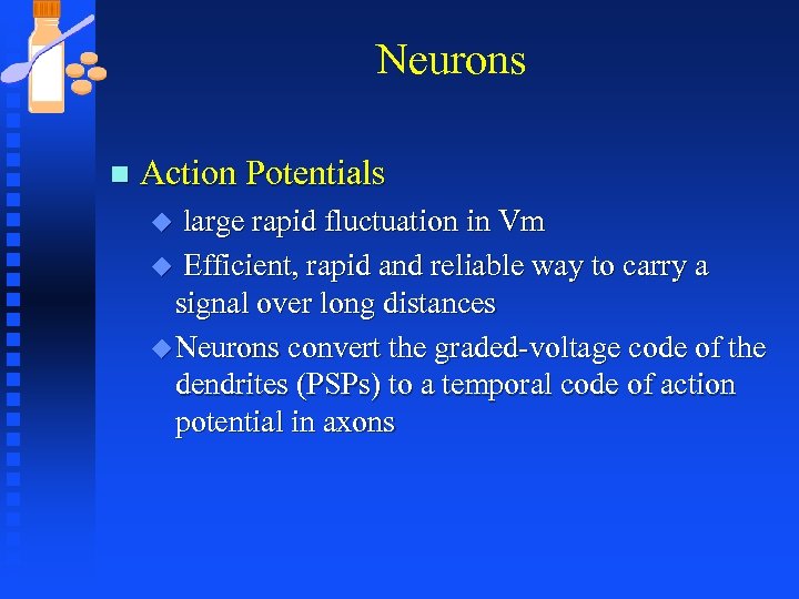 Neurons n Action Potentials large rapid fluctuation in Vm u Efficient, rapid and reliable