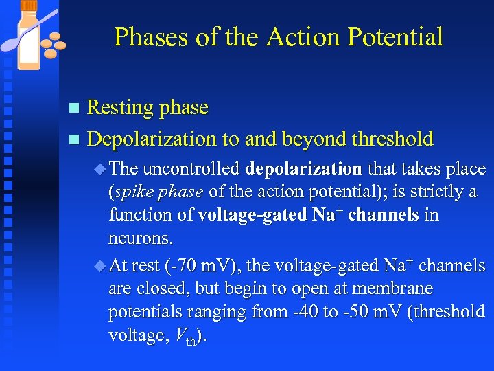 Phases of the Action Potential Resting phase n Depolarization to and beyond threshold n