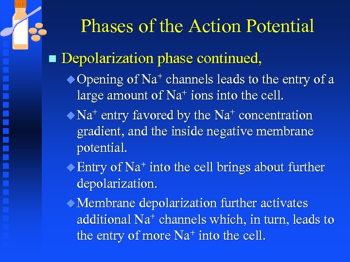 Phases of the Action Potential n Depolarization phase continued, u Opening of Na+ channels