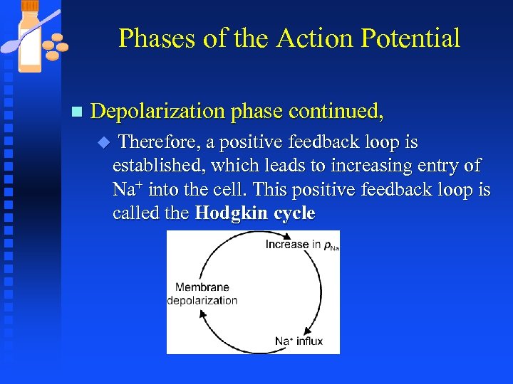Phases of the Action Potential n Depolarization phase continued, u Therefore, a positive feedback