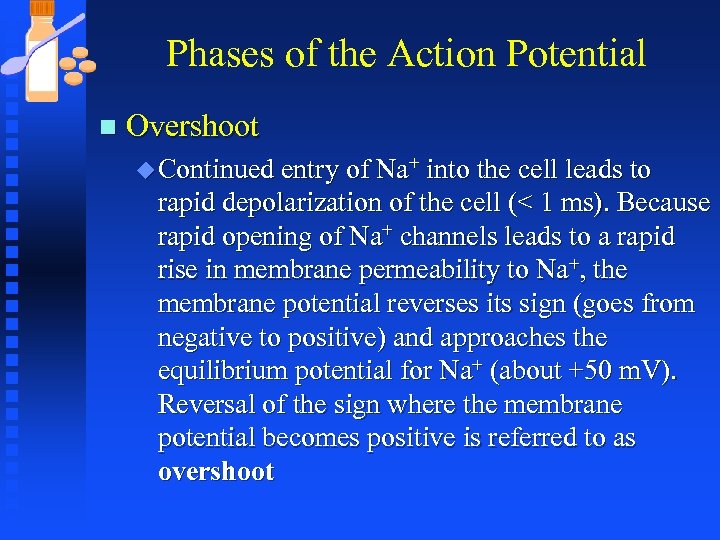 Phases of the Action Potential n Overshoot u Continued entry of Na+ into the