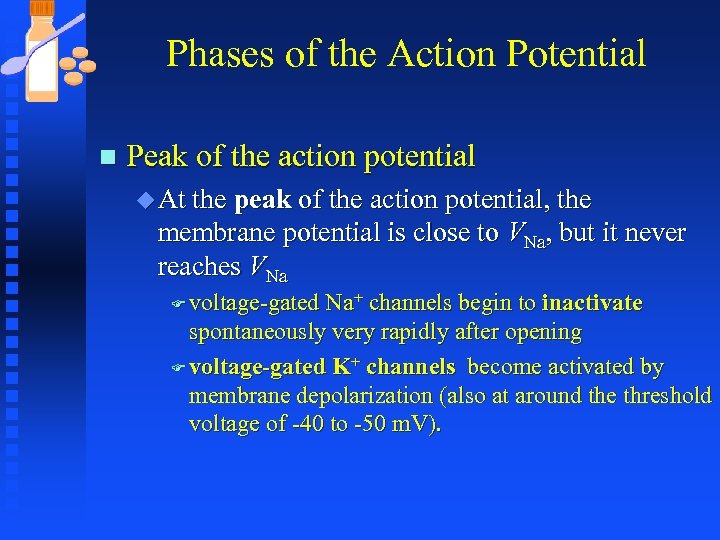 Phases of the Action Potential n Peak of the action potential u At the