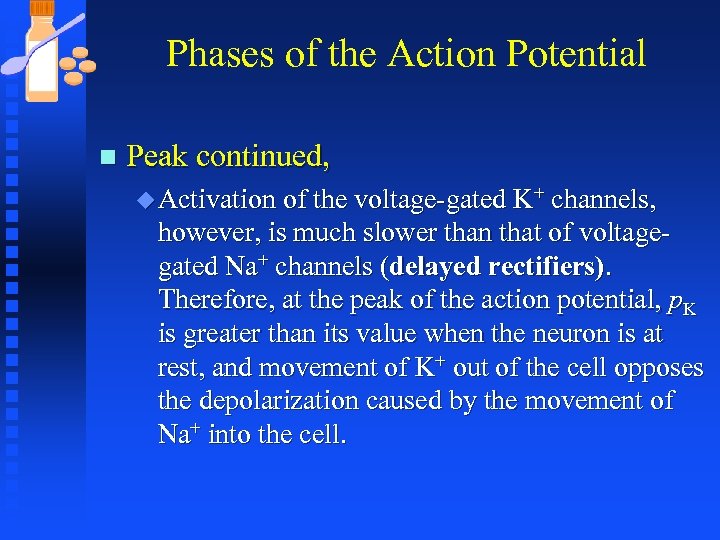 Phases of the Action Potential n Peak continued, u Activation of the voltage-gated K+