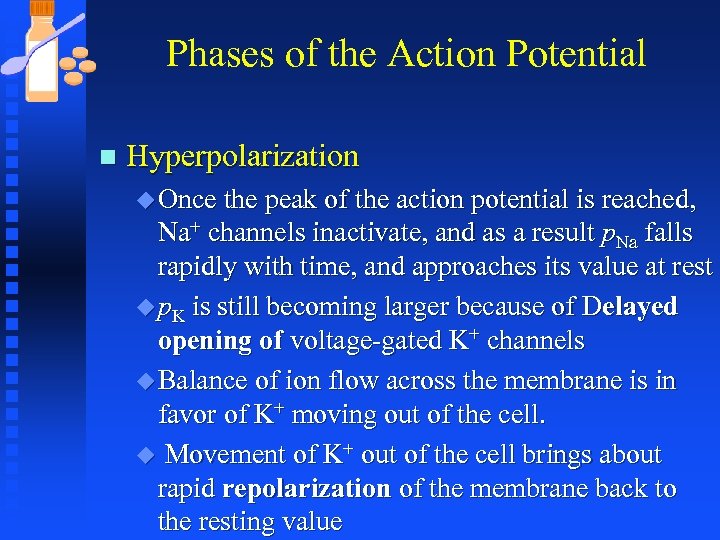 Phases of the Action Potential n Hyperpolarization u Once the peak of the action