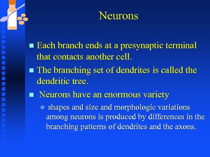 Neurons Each branch ends at a presynaptic terminal that contacts another cell. n The