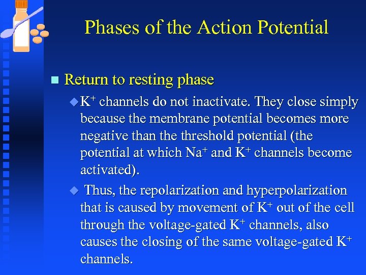 Phases of the Action Potential n Return to resting phase u K+ channels do