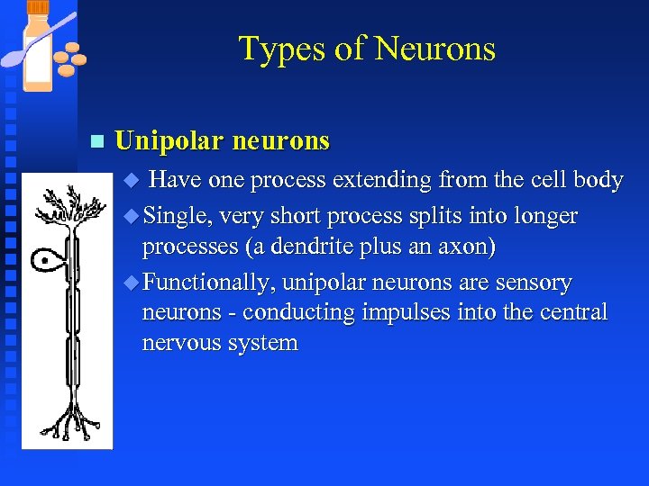 Types of Neurons n Unipolar neurons Have one process extending from the cell body