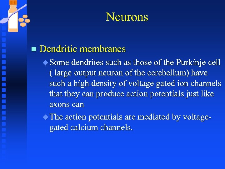 Neurons n Dendritic membranes u Some dendrites such as those of the Purkinje cell