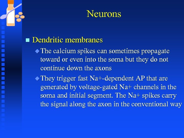 Neurons n Dendritic membranes u The calcium spikes can sometimes propagate toward or even