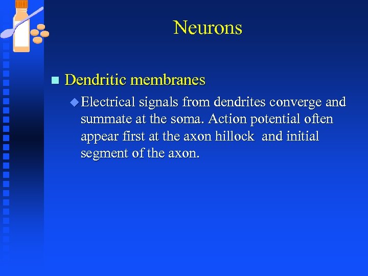 Neurons n Dendritic membranes u Electrical signals from dendrites converge and summate at the
