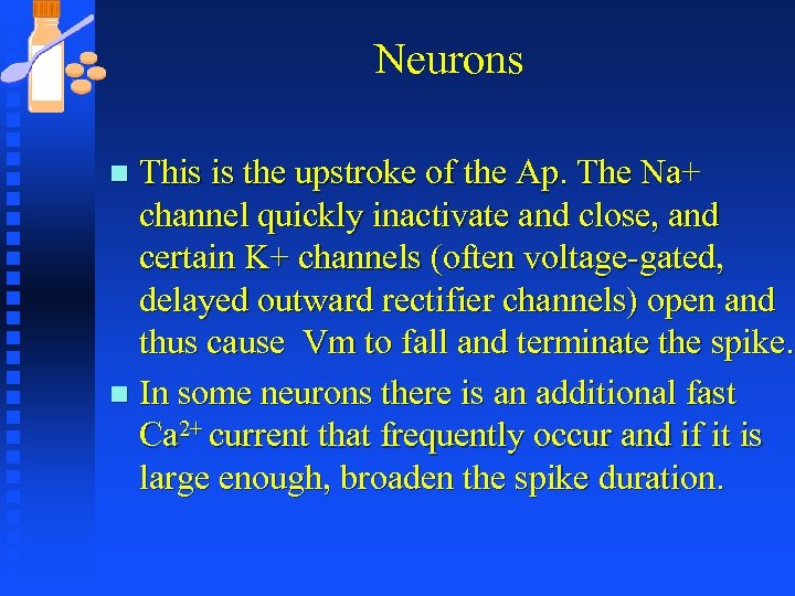 Neurons This is the upstroke of the Ap. The Na+ channel quickly inactivate and