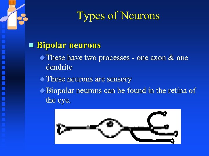 Types of Neurons n Bipolar neurons u These have two processes - one axon