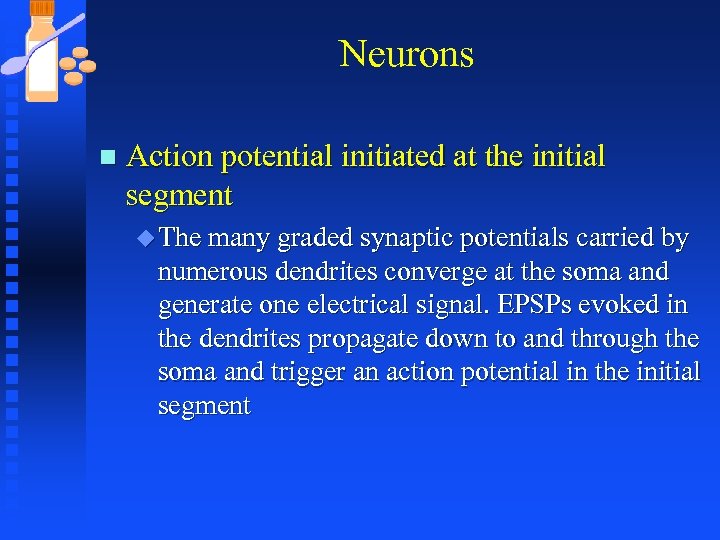 Neurons n Action potential initiated at the initial segment u The many graded synaptic