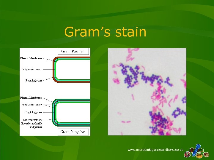 Gram’s stain www. microbiologynutsandbolts. co. uk 