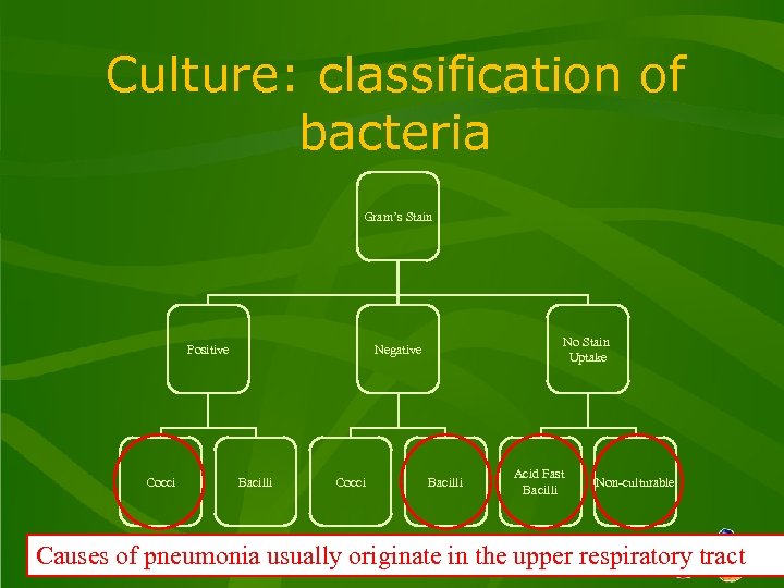 Culture: classification of bacteria Gram’s Stain Positive Cocci No Stain Uptake Negative Bacilli Cocci