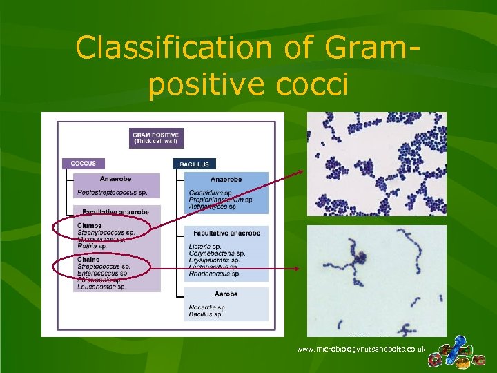 Classification of Grampositive cocci www. microbiologynutsandbolts. co. uk 