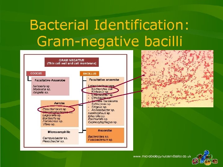 Bacterial Identification: Gram-negative bacilli www. microbiologynutsandbolts. co. uk 