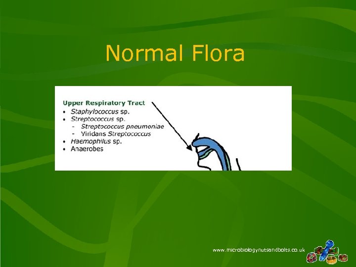 Normal Flora www. microbiologynutsandbolts. co. uk 