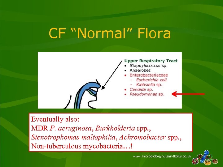 CF “Normal” Flora Eventually also: MDR P. aeruginosa, Burkholderia spp. , Stenotrophomas maltophilia, Achromobacter