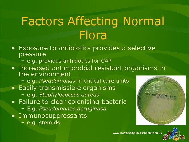 Factors Affecting Normal Flora • Exposure to antibiotics provides a selective pressure – e.