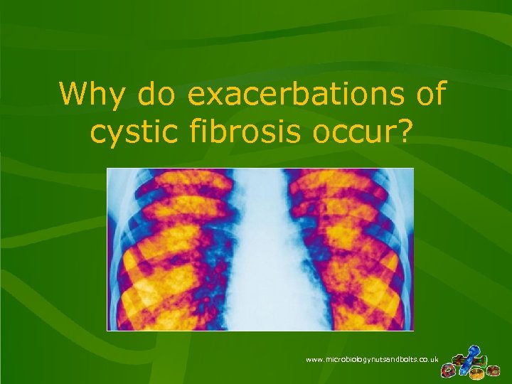 Why do exacerbations of cystic fibrosis occur? www. microbiologynutsandbolts. co. uk 