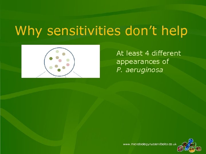 Why sensitivities don’t help At least 4 different appearances of P. aeruginosa www. microbiologynutsandbolts.