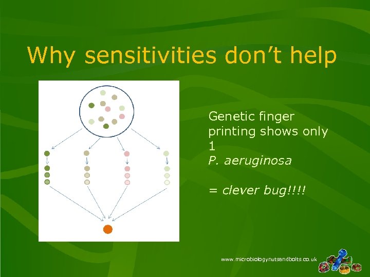 Why sensitivities don’t help Genetic finger printing shows only 1 P. aeruginosa = clever