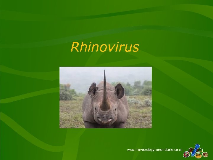 Rhinovirus www. microbiologynutsandbolts. co. uk 