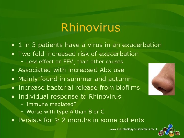 Rhinovirus • 1 in 3 patients have a virus in an exacerbation • Two