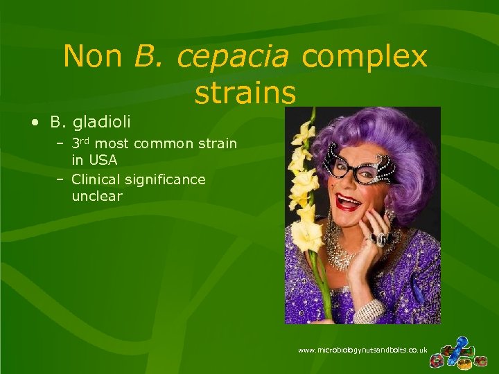 Non B. cepacia complex strains • B. gladioli – 3 rd most common strain