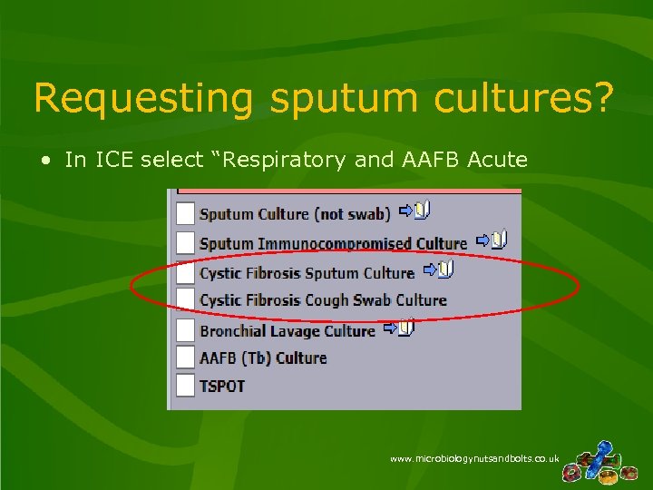 Requesting sputum cultures? • In ICE select “Respiratory and AAFB Acute www. microbiologynutsandbolts. co.