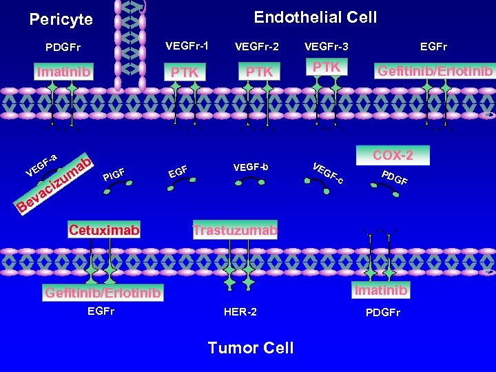 Endothelial Cell Pericyte PDGFr VEGFr-1 VEGFr-2 VEGFr-3 EGFr Imatinib PTK PTK Gefitinib/Erlotinib -a F