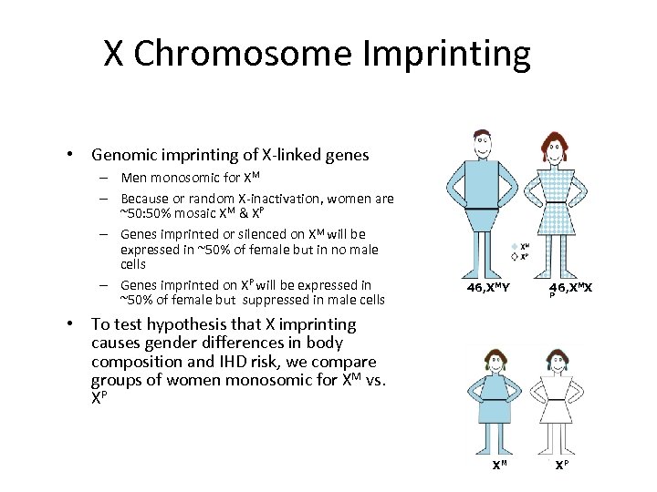 X Chromosome Imprinting • Genomic imprinting of X-linked genes – Men monosomic for XM