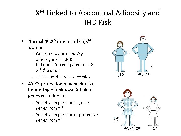 XM Linked to Abdominal Adiposity and IHD Risk • Normal 46, XMY men and