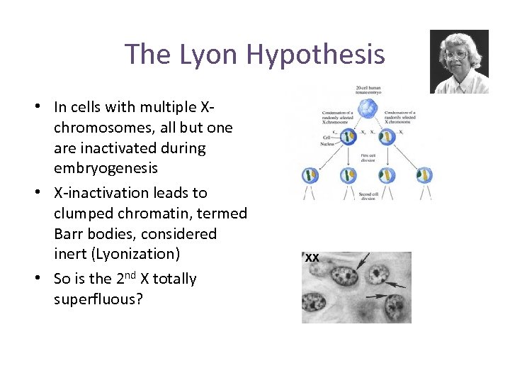 The Lyon Hypothesis • In cells with multiple Xchromosomes, all but one are inactivated