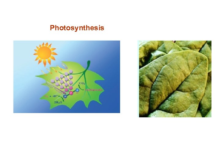 Photosynthesis 