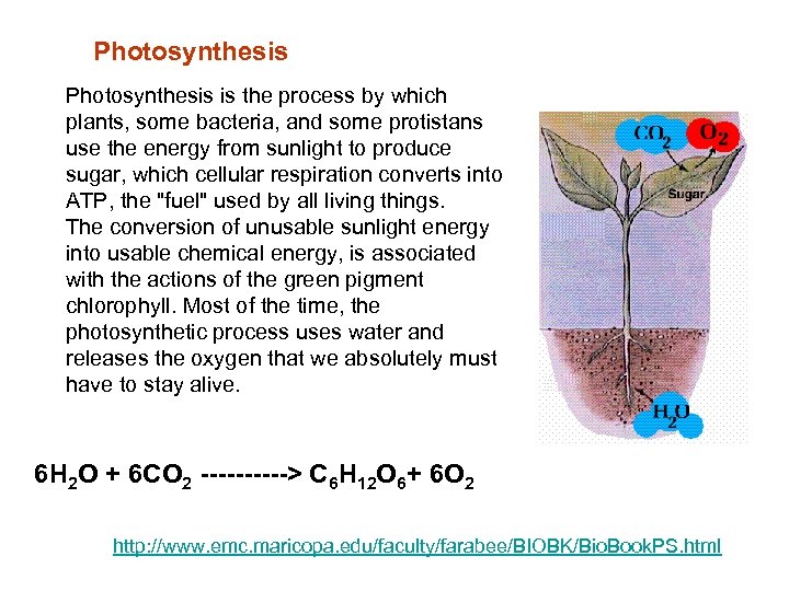 Photosynthesis is the process by which plants, some bacteria, and some protistans use the