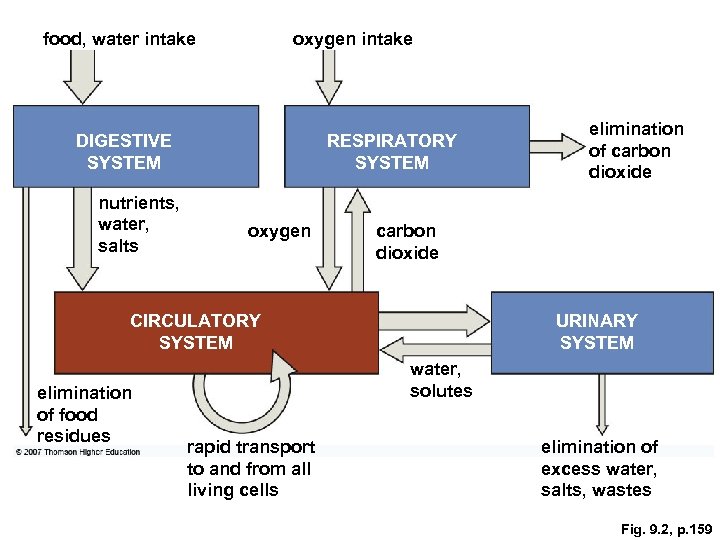 food, water intake oxygen intake DIGESTIVE SYSTEM nutrients, water, salts RESPIRATORY SYSTEM oxygen carbon