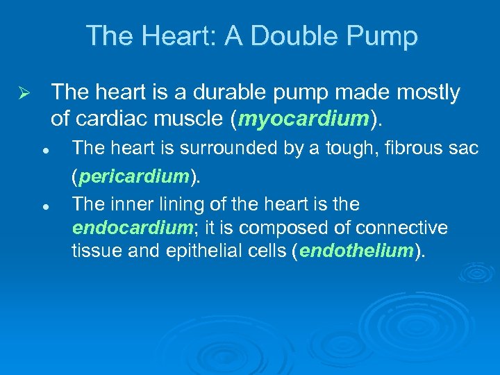 The Heart: A Double Pump The heart is a durable pump made mostly of