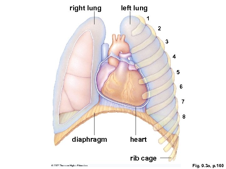 right lung left lung 1 2 3 4 5 6 7 8 diaphragm heart
