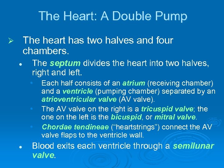 The Heart: A Double Pump The heart has two halves and four chambers. Ø