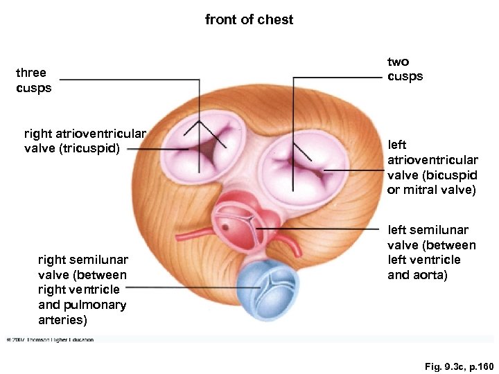 front of chest three cusps right atrioventricular valve (tricuspid) right semilunar valve (between right