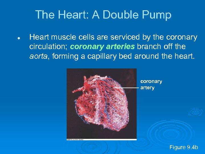The Heart: A Double Pump l Heart muscle cells are serviced by the coronary
